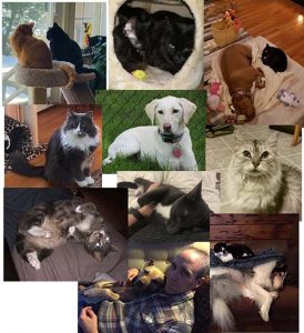 dog and cats that were adopted